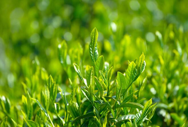 茶叶二维码追溯标签 保障茶企品牌安全